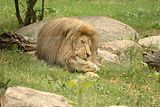 leipzig zoo-01_07_2011_zoo_allgemein_330